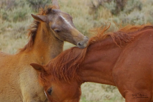 Wild Horses
                            @ Sand Wash Basin by Kerry Gleason