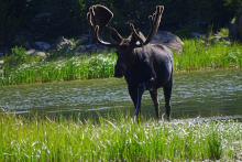 Moose @
                            Long Draw Lake by Kerry Gleason