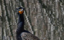 Double-Crested Cormorant @Evergreen
                            Lake by Kerry Gleason