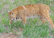 bobcat
                            hunting